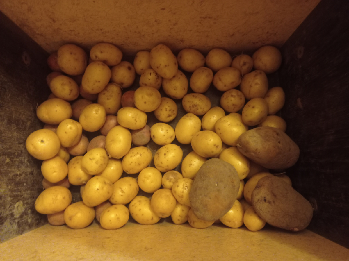 Вот такой урожай - новые картошины раз в пять меньше старых