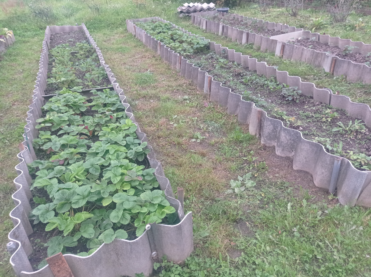 Клубнику наконец-то дополола