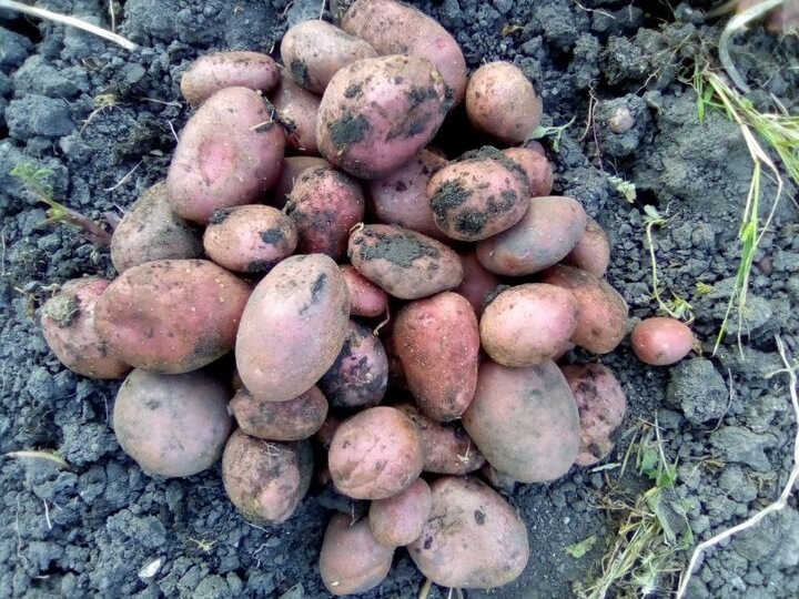 Первый закон хранения картошки: так сушить не нужно и перебирать - и в погреб опускать. 3 момента - и картошка вянет, "дрябнет", загнивает