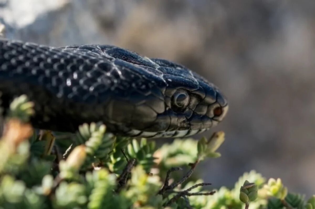    Эксперты рассказали, что в Иркутской области стали чаще встречать змей