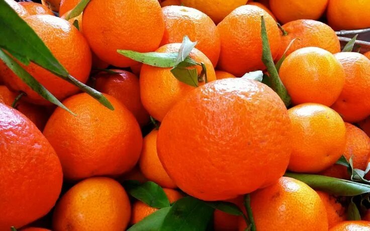 Мандарины. Фото из открытых источников 