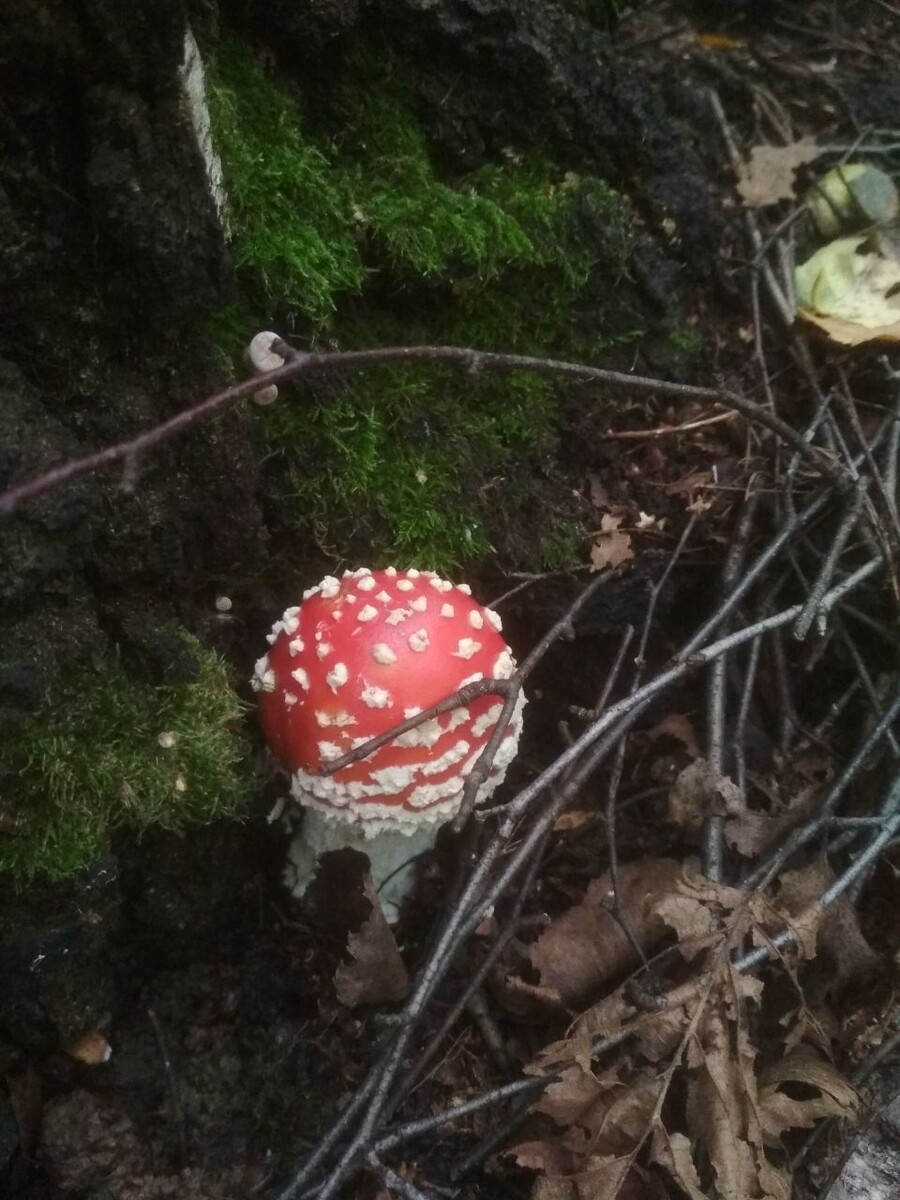 Фото: Елены Тюриной. Красный мухомор малыш. Август. 2025 г. 