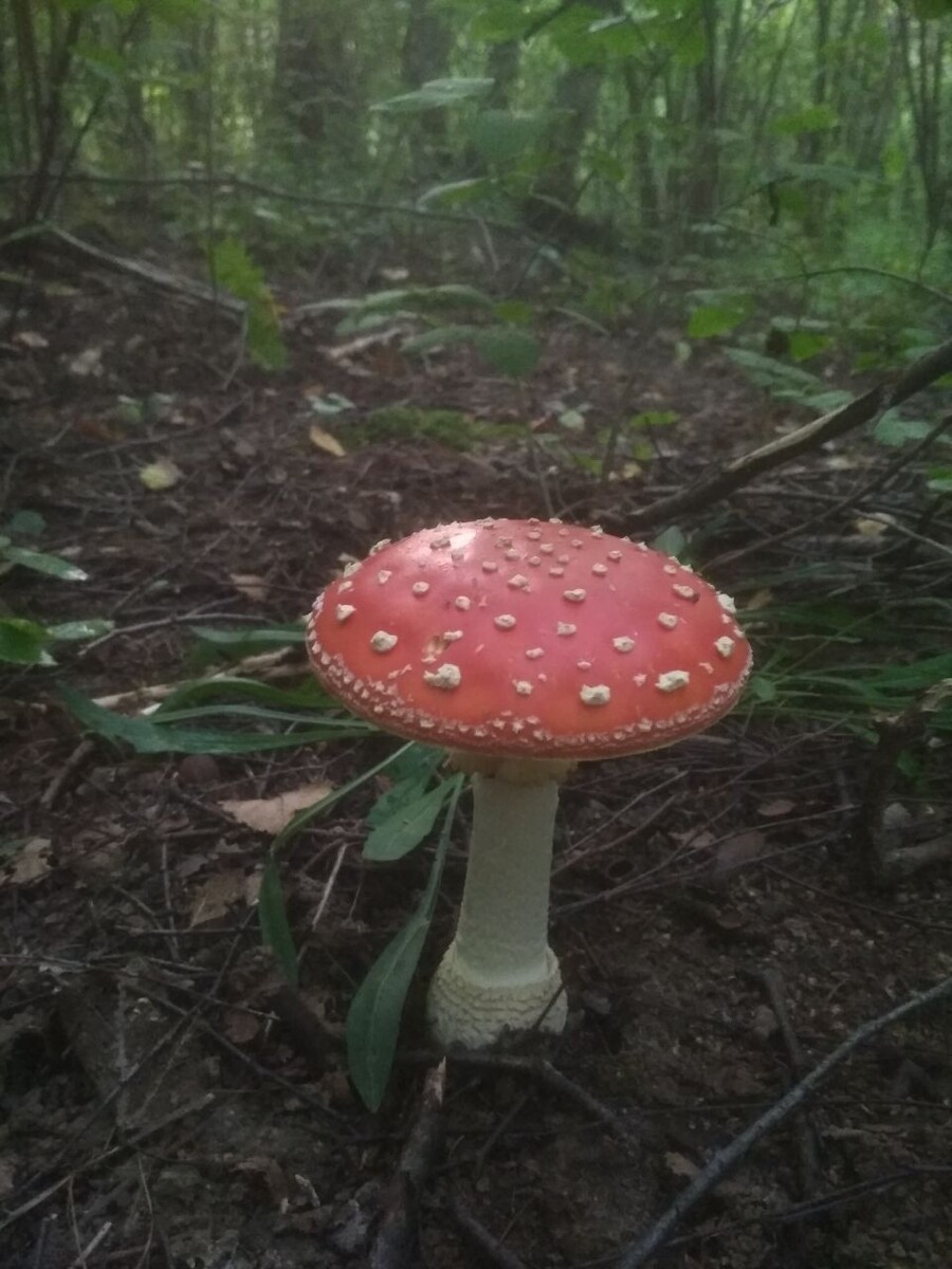 Фото: Елены Тюриной. Красный мухомор. Август. 2025 г. 