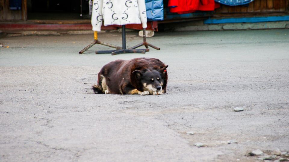    Бездомная собака. Источник: Виталий Барабаш, фото иллюстративное