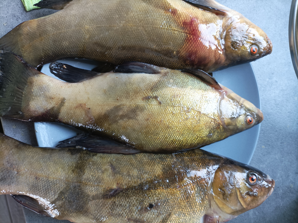 Фото сделано автором