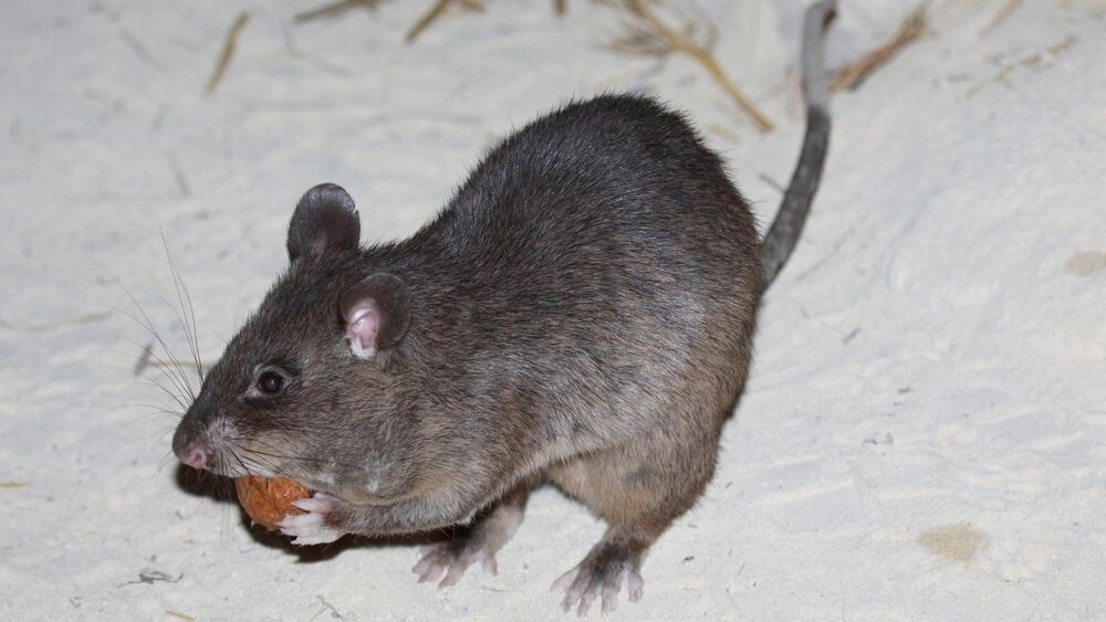    Фото: Michal Sloviak/Shutterstock/Fotodom