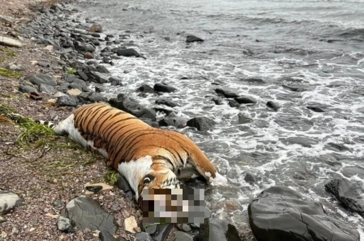    В Приморье нашли мертвого амурского тигра и выясняют причины его гибели