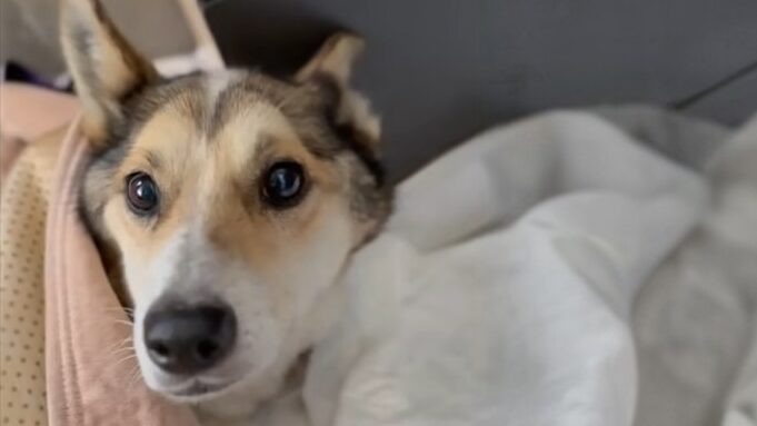    Белку нашли в глубокой яме на грани смерти. Фото: сообщество VK «Собака Счастья | Фонд помощи животным»