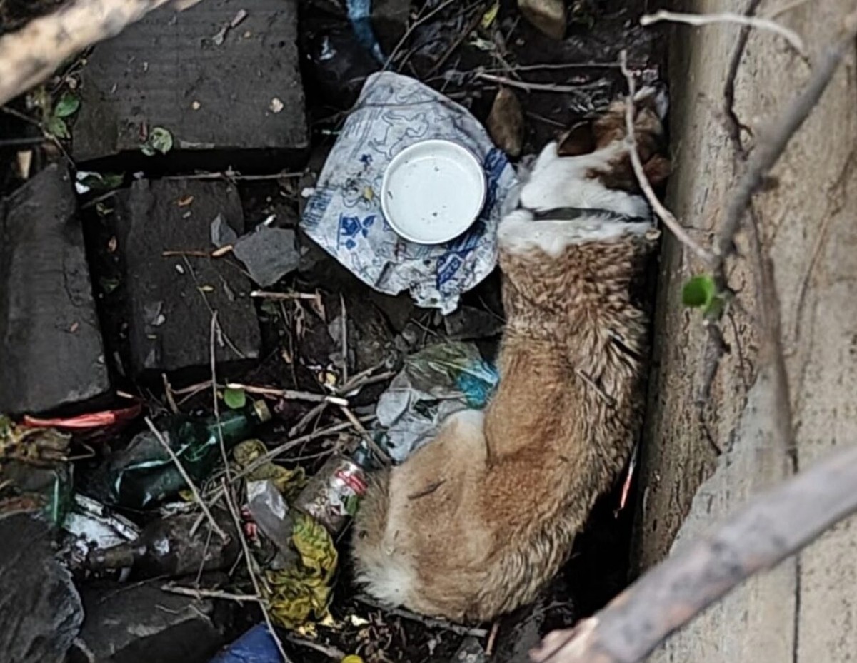    Неизвестно сколько времени питомец провёл один в ловушке без еды. Фото: сообщество VK «Собака Счастья | Фонд помощи животным»