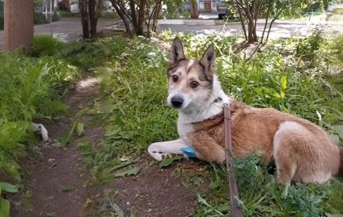 «Это наша доча, Белочка!»: в Бурятии собака вернулась к хозяевам спустя три месяца после странной пропажи