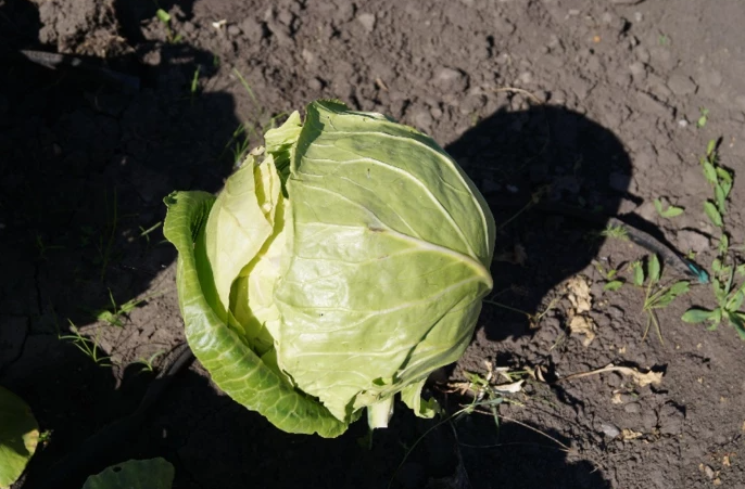 Так нельзя снимать лист. Капуста просто остановится в развитие. Так снимают лист только перед уборкой ее с корня