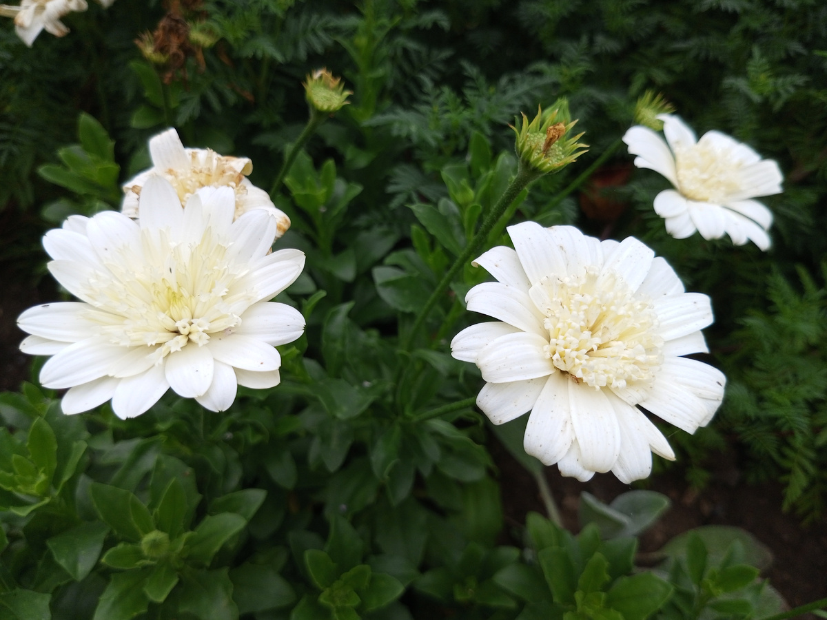 Белые цветы. Фото автора.