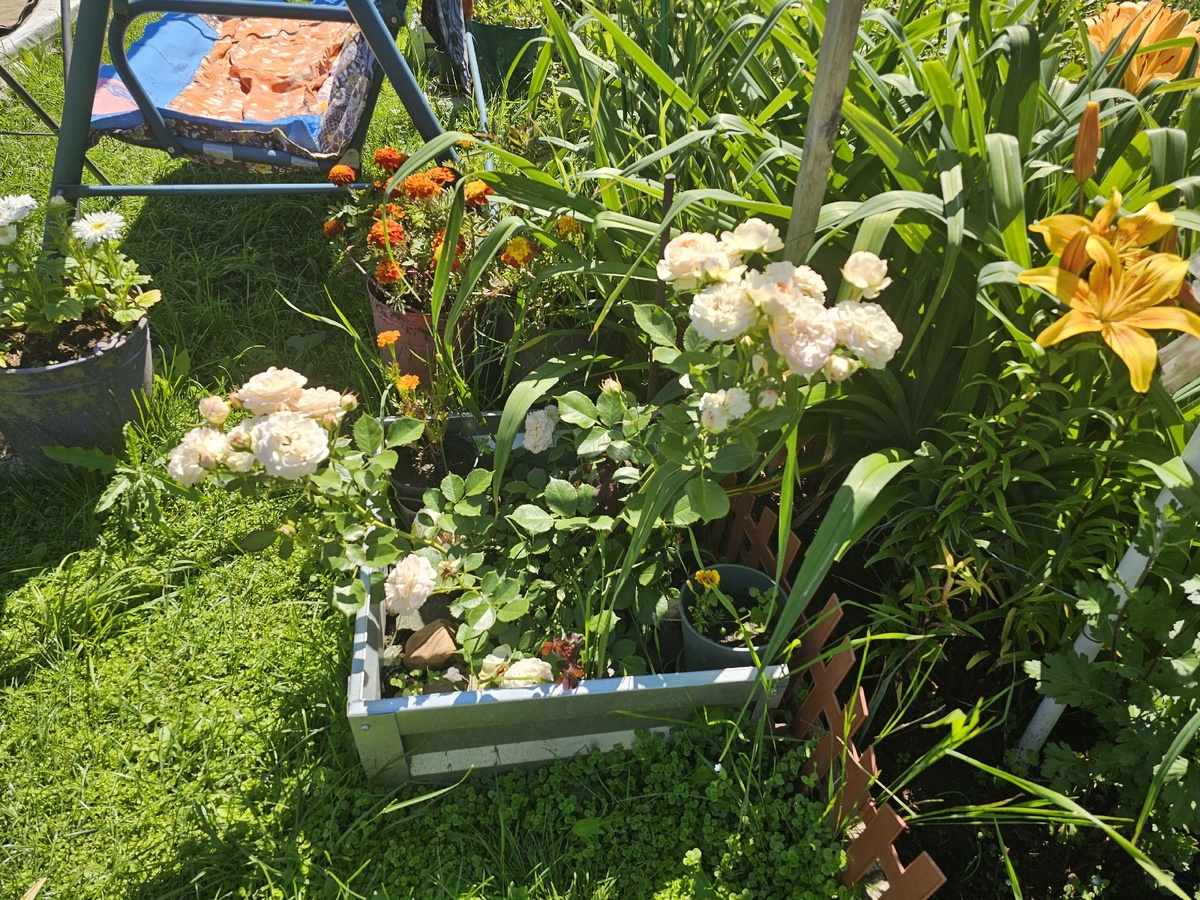    200 гр. в 10 л. воды - и под куст: обязательная подкормка для роз осенью - готовимся к зимовке правильно