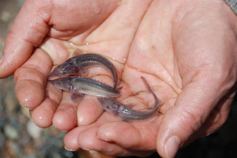    Молодь стерляди, выращенная на Волгоградском осетровом заводе