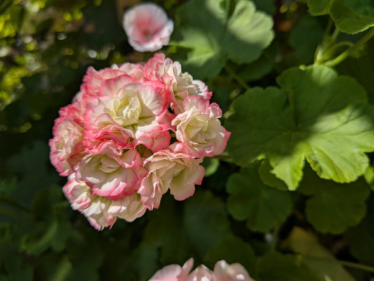 Пеларгония зональная, сорт Appleblossom Rosebud