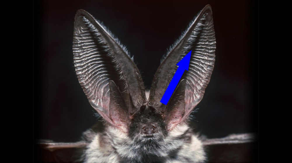    Какое животное слышит лучше всех — неожиданный лидер в мире звуков