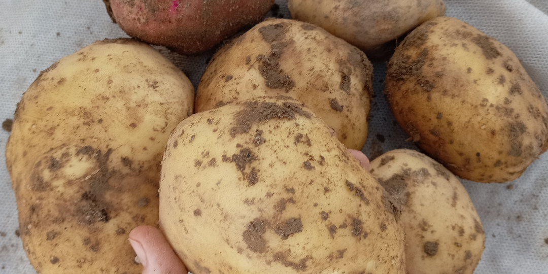 Картошка удивила нас немножко