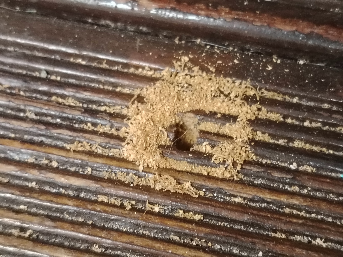 Муравей точит деревянную веранду фото