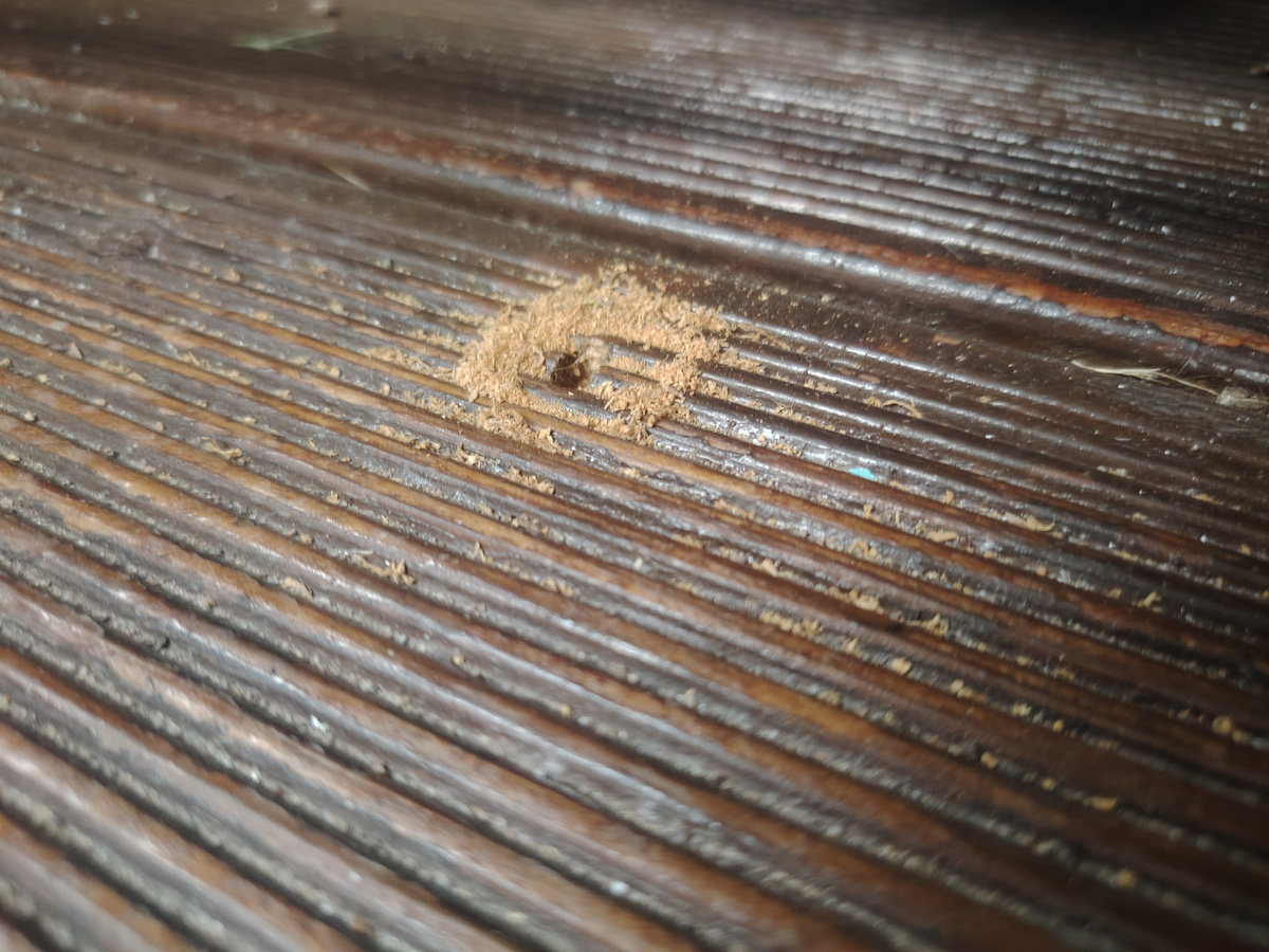 Следы от точения дерева муравьями