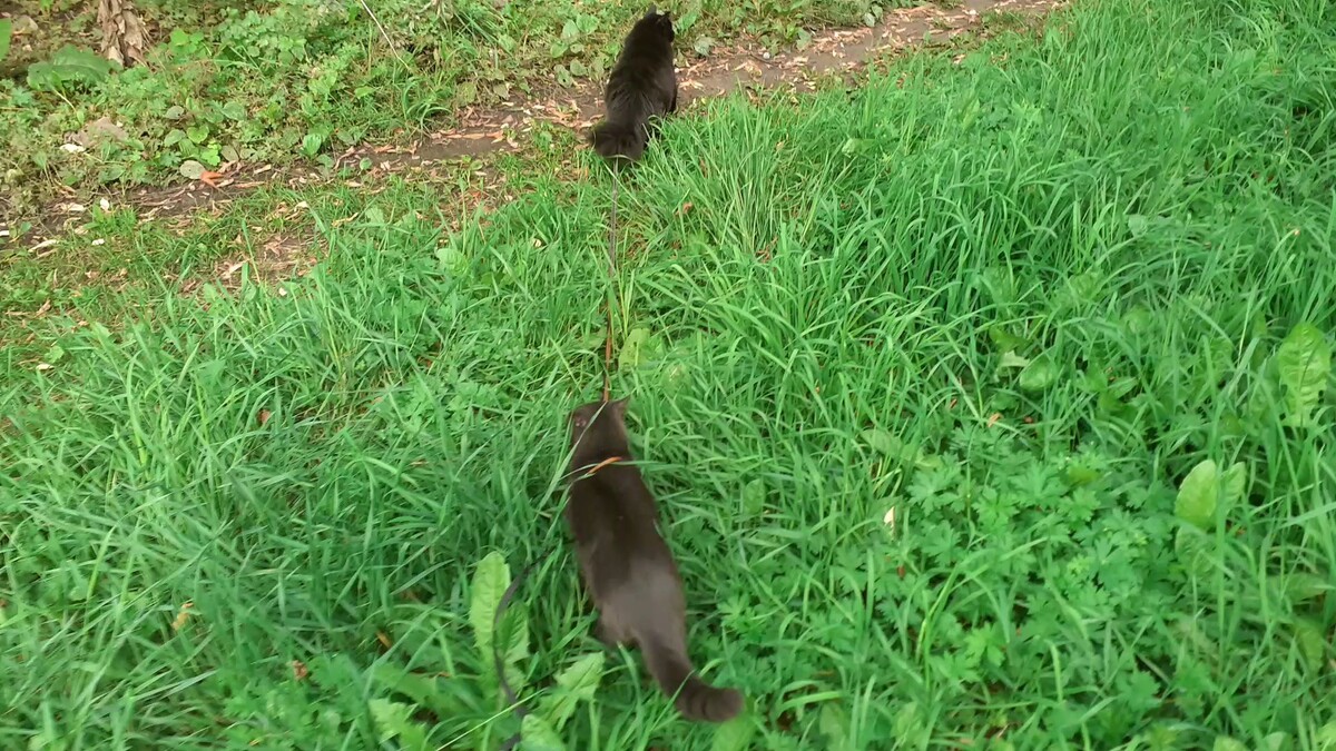 На прогулке