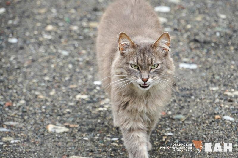    ЕАН / Архивное фото