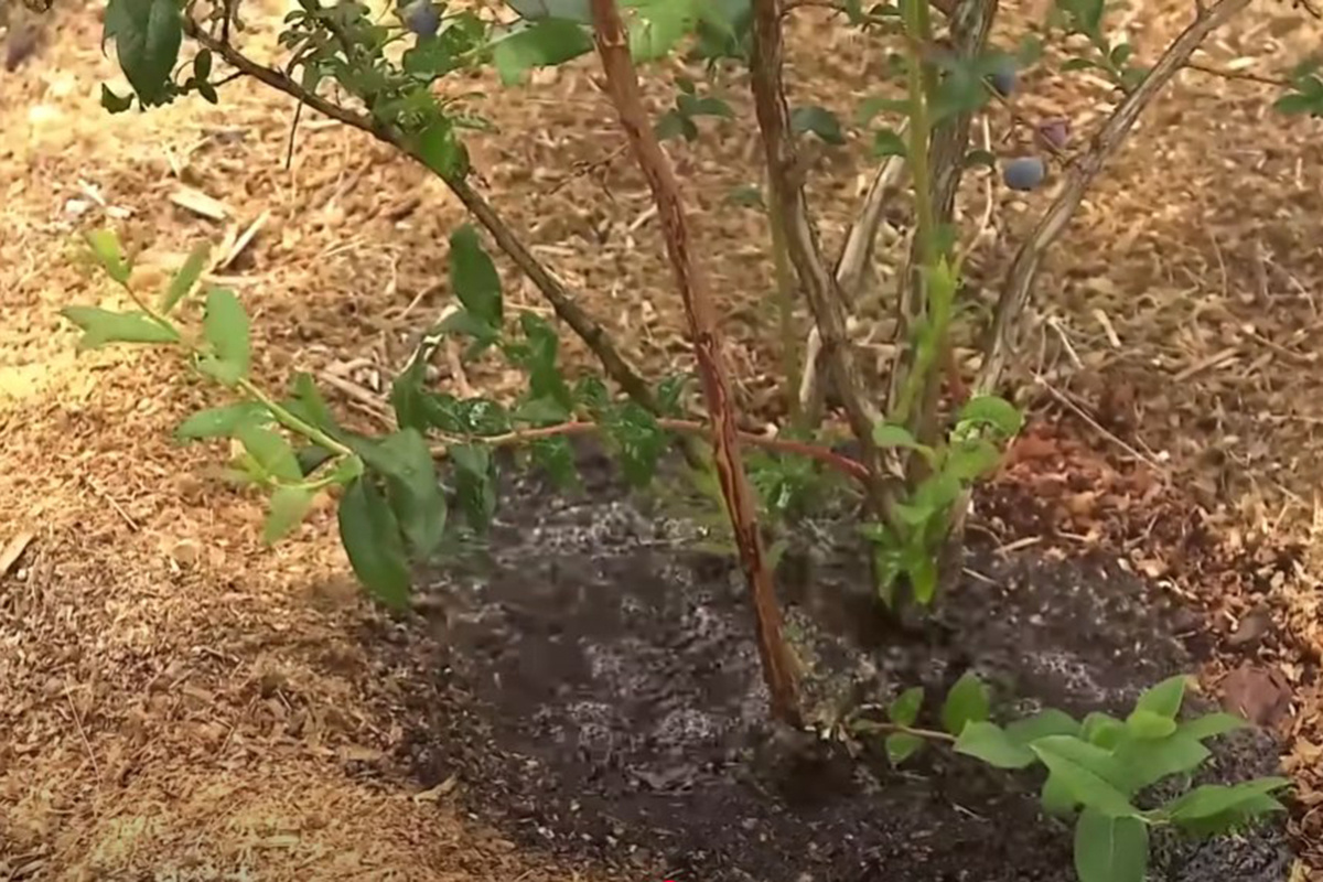 Скриншот видео