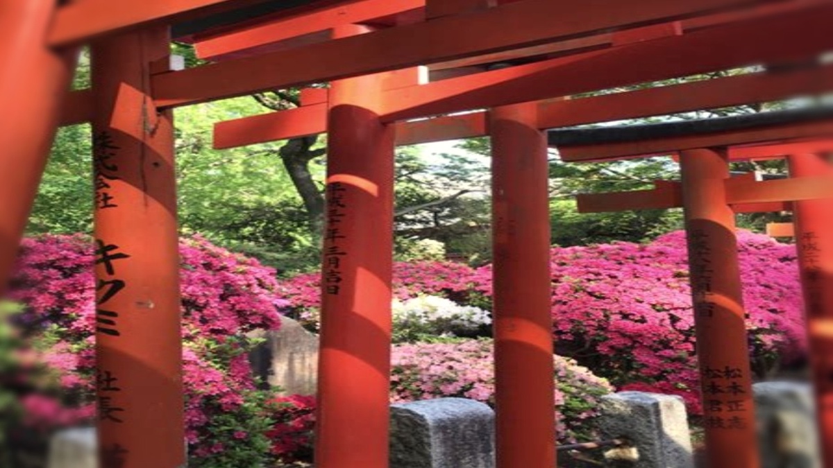 Фото из открытых источников.Весной храм Нэдзу превращается в сказку: море азалий и красные тории.