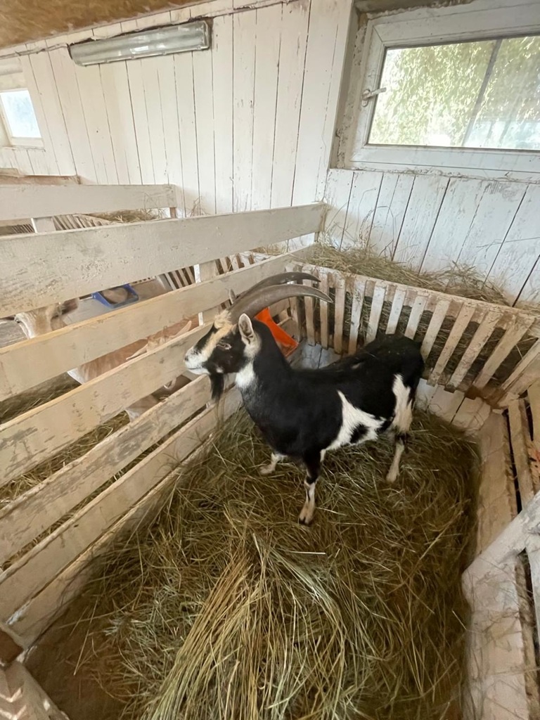 -Гулять хочу!