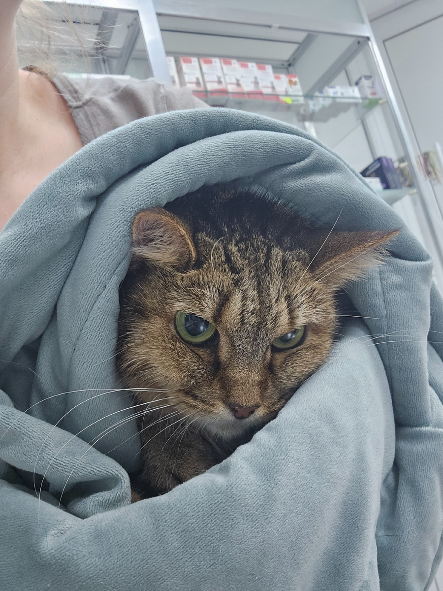 Фото автора. Мира болеет фип, помогите спасти.