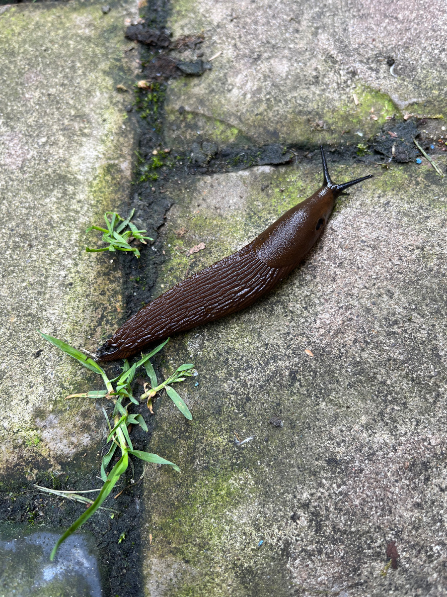 Испанский слизень 