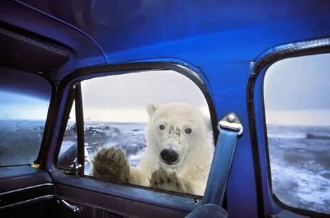 Ночью проснулся от грохота — на кузове танцевал белый медведь