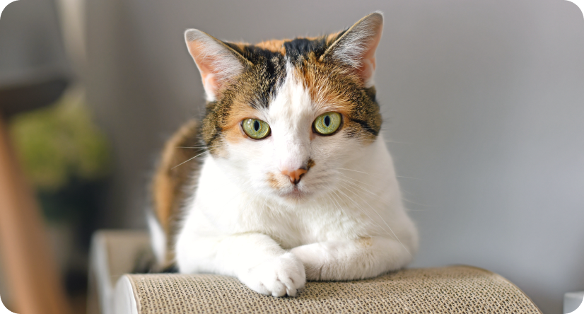 Красавица, Айсулу (Лунная красавица).