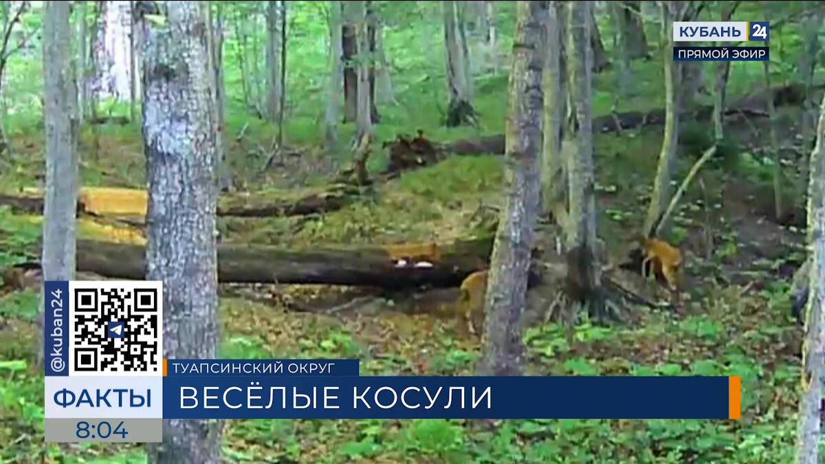    Видео канала «Кубань 24»