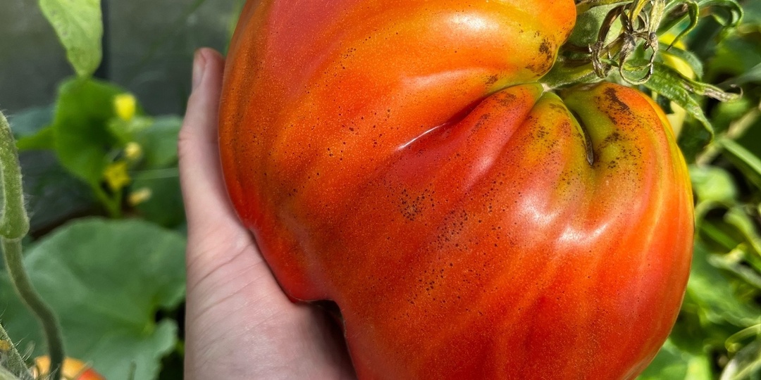 Тверичанка вырастила на огороде богатый урожай огромных помидоров