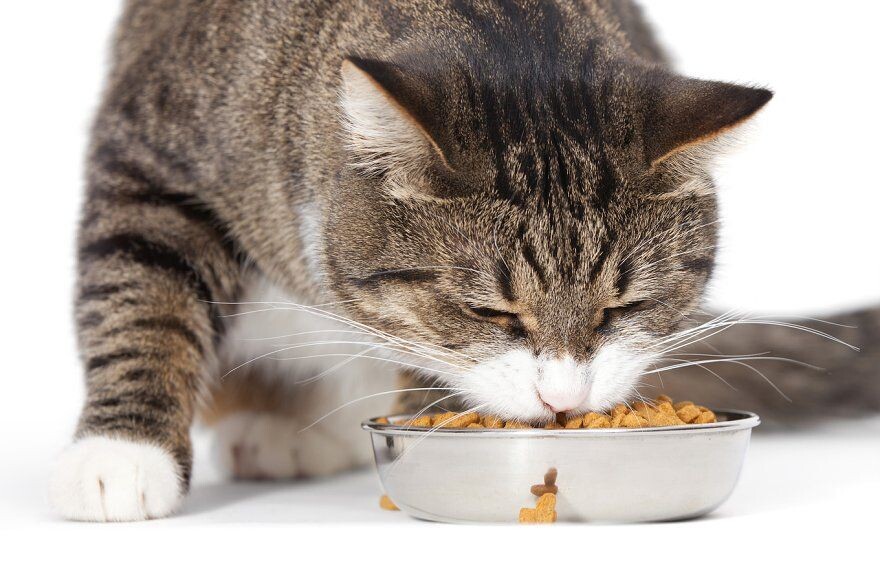 Кошки нуждаются в сбалансированном питании для здоровья и долгой жизни. Их рацион должен учитывать особенности физиологии.