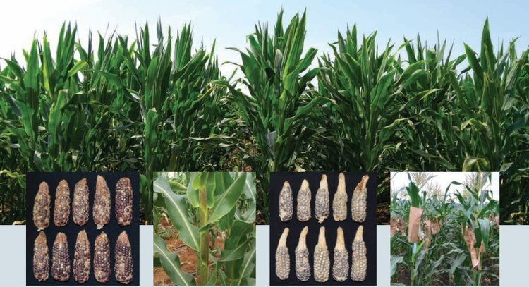    Фото: Maria Monayo/ CIMMYT