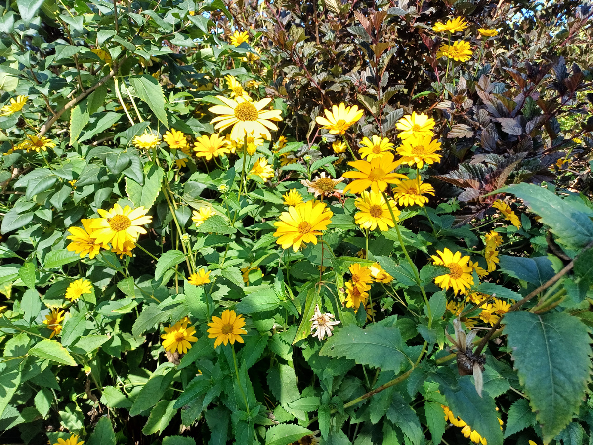 фото сделала утром. Море ромашек!