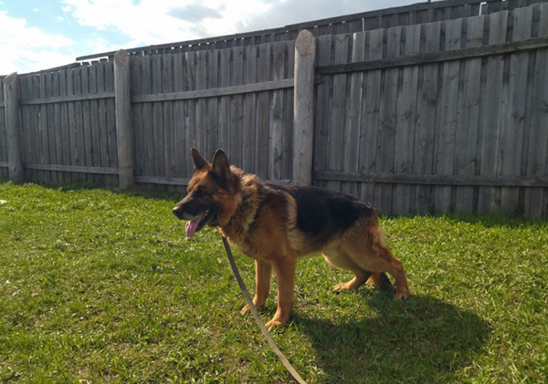 Две служебные собаки Гарольд и Шкода ищут новый дом