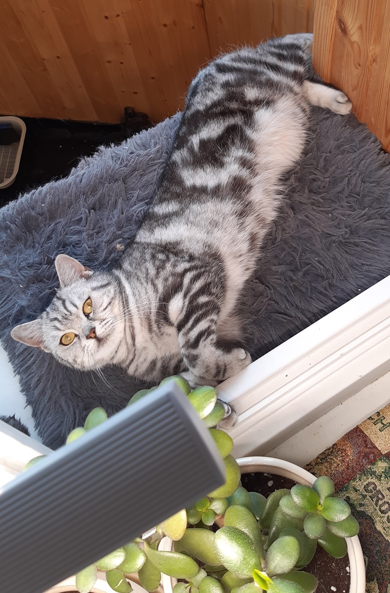 Мия прибалдела.