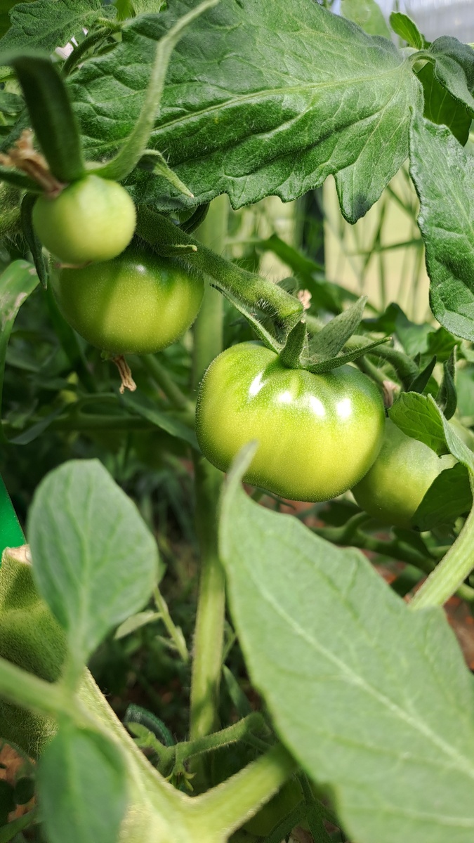 Он один из первых начал завязывать плоды и очень дружно. В рассаде был крепким и хорошо рос (фото автора)