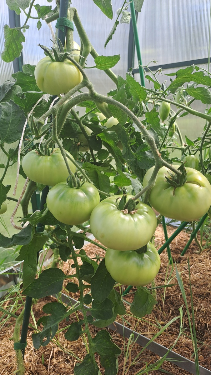 Под тяжестью кистей могут падать, поэтому необходимо хорошо подвязывать. У меня помимо того, что был привязан к колышку, кисти отдельно подвязывала, иначе заваливался 