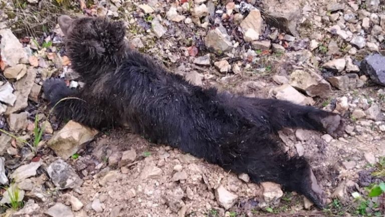    Фото:центр реабилитации диких животных «Пин и Пуф -