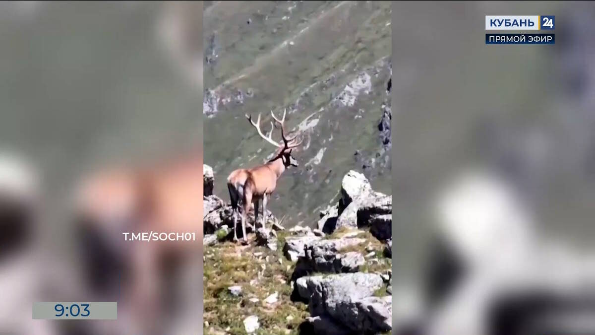    Видео канала «Кубань 24»