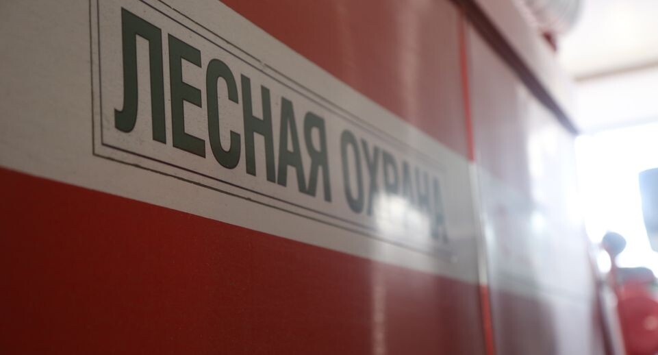    Совещание Мурашова в Ногинском лесничестве и осмотр ЛПС / Медиасток.рф