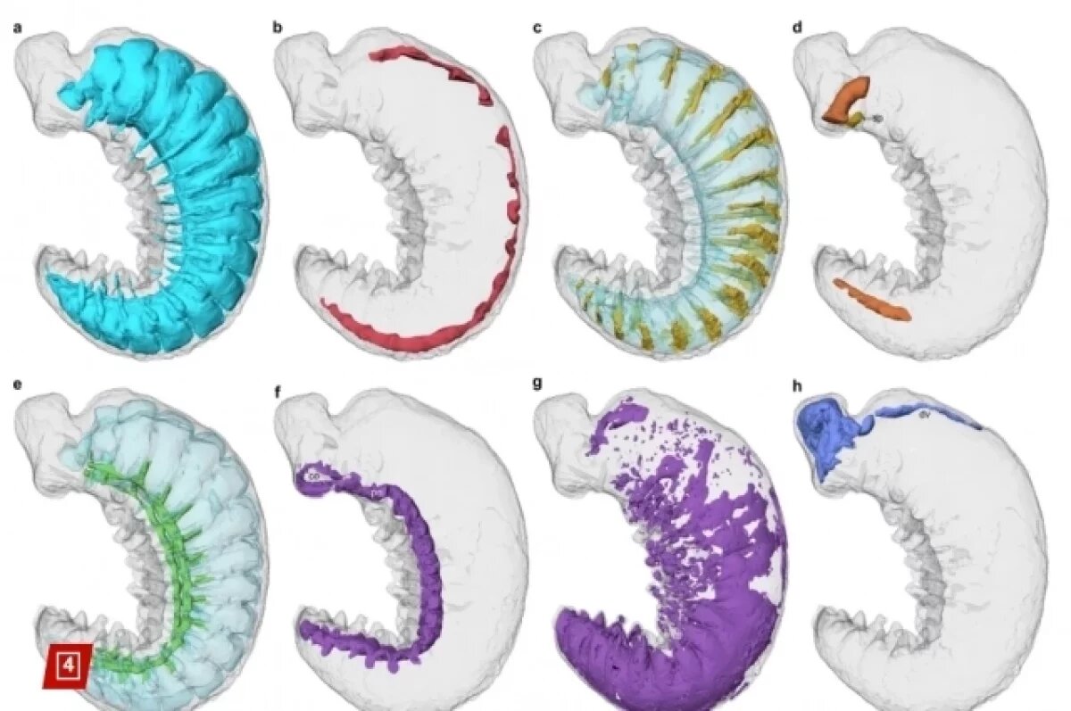   Окаменелость возрастом 520 млн лет с уцелевшим мозгом нашли в Британии