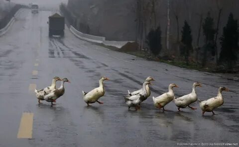 Гуси окружили, начали клевать колёса