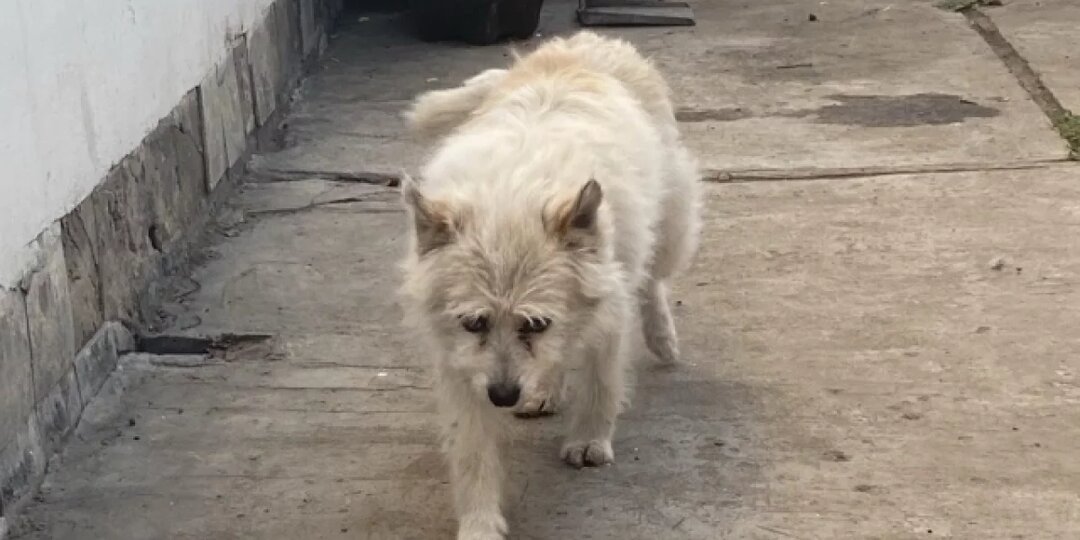 В Рязанском колледже открылся первый в стране центр социализации собак