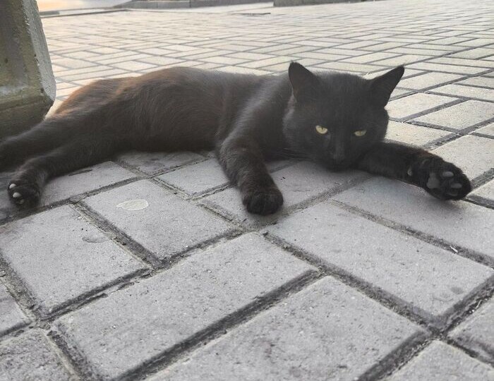 Кошь ищет дом