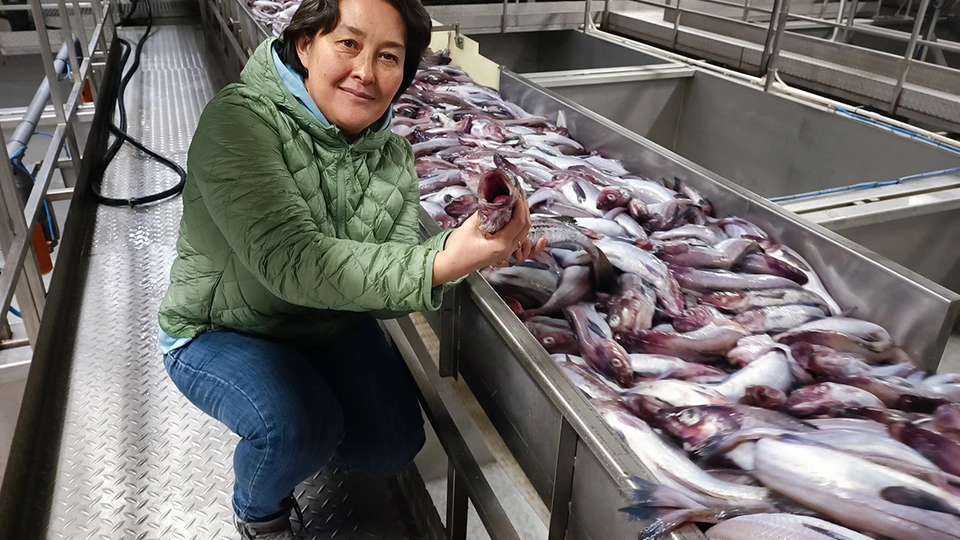 Сколько платят на вахте рыбзавода Камчатки? Реальные цифры зарплаты за 2 месяца