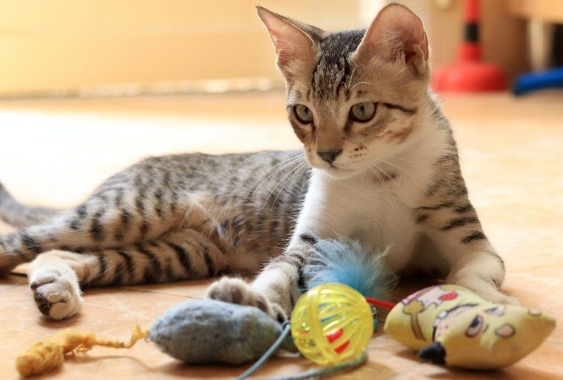 Зачем кошка приносит вам свои игрушки (и почему не всегда хочет играть)